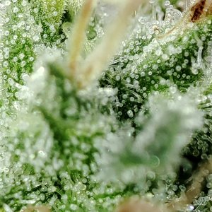 WW_trichomes4.jpg