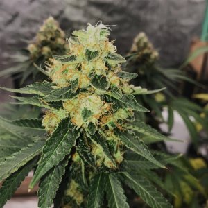 SG bud 11-2-23 F47.jpg