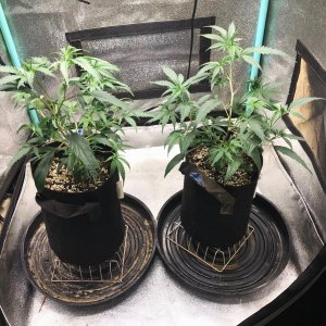 FF clone 11-3-23 soil day 23.jpg