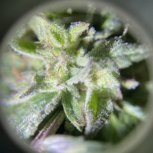 GDP_THC Bomb__10_21_2023_01.jpg