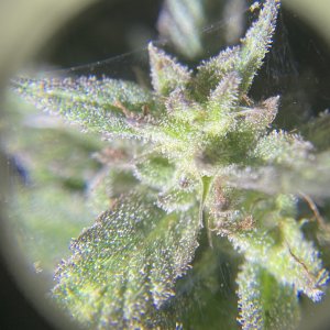 GDP_THC Bomb__10_25_2023_14a_MITES.jpg