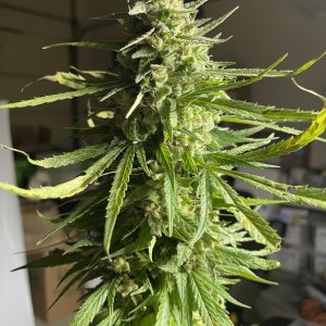 GDP_THC Bomb__11_01_2023_02.jpg