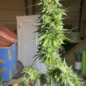 GDP_THC Bomb__11_02_2023_03.jpg