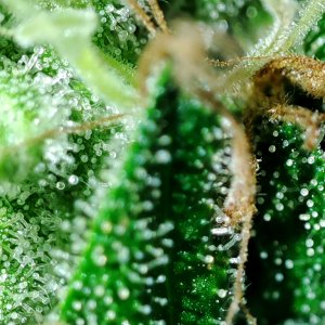 WW_trichomes1.jpg