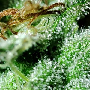 WW_trichomes2.jpg