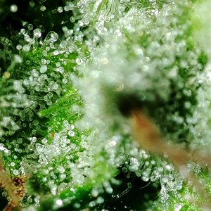 WW_trichomes3.jpg