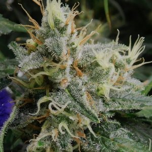 CG Day 53 flower (10).JPG