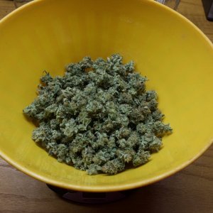 White Widow, Gravel Gertie Harvest.jpeg