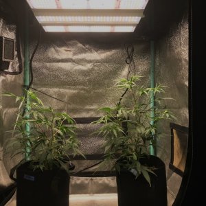 FF clones 11-6-23 soil 26.jpg