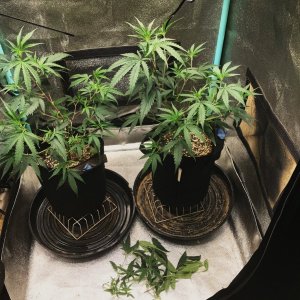 FF clone 11-7-23 Soil 27.jpg