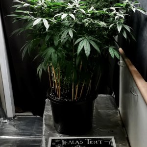 Tropicanna Banana Clone