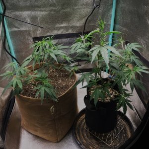 Clones 11-8-23 S28 pot envy.jpg