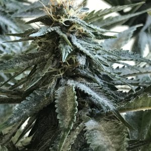 Cherry Diesel-Day 36F-b.JPG