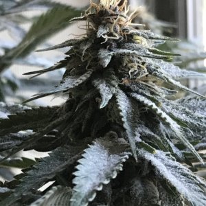 Cherry Diesel-Day 36F-c.JPG