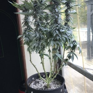 Cherry Diesel-Day 39F-e.JPG