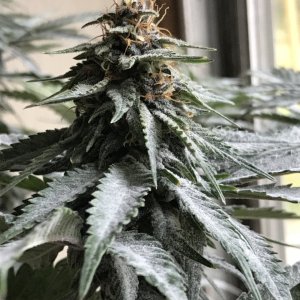 Cherry Diesel-Day 39F-g.JPG