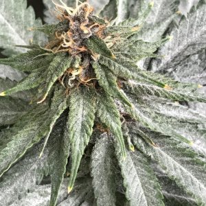 Cherry Diesel-Day 39F-h.JPG