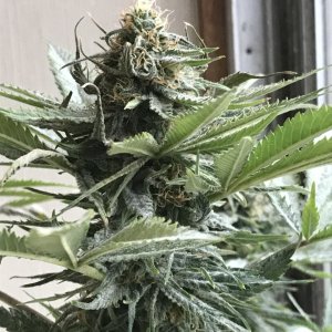 Girl Scout Cookies (Gemma)-Day 31F-b.JPG