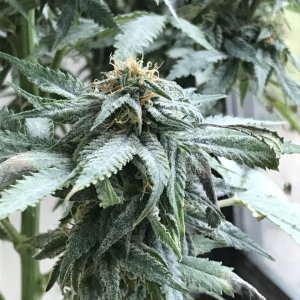 Girl Scout Cookies (Gemma)-Day 31F-d.JPG