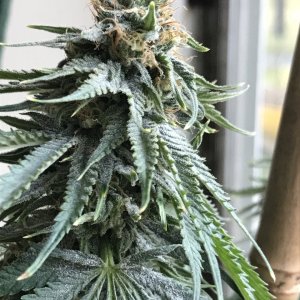 Girl Scout Cookies (Gina)-Day 31F-i.JPG