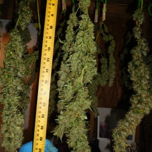 GT Harvest 2nd day (2).JPG