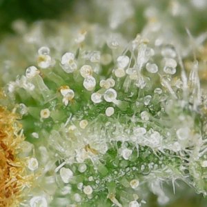 Sour G trichs 11-10-23 F56 (1).jpg