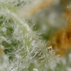 Sour G trichs 11-10-23 F56 (5).jpg