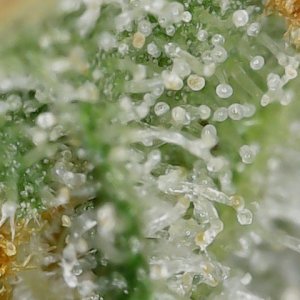 Sour G trichs 11-10-23 F56 (4).jpg