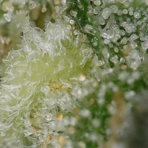 Sour G trichs 11-10-23 F56 (2).jpg