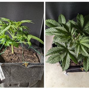 Carmella (Dosidos auto by Royal Queen), 11/11/23 – day 25