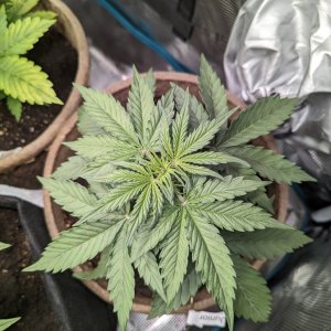 Junior (Dark Devil auto by Sweet Seeds), 11/08/23 – day 22