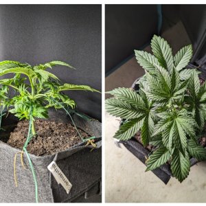 Samantha (Dosidos auto by Royal Queen), 11/11/23 – day 25