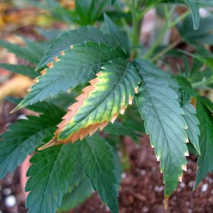 potassium-deficiency-weed-yellow-brown-edges.jpg