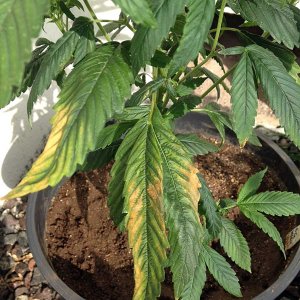 cannabis-potassium-deficiency-lower-leaves-yellow.jpg