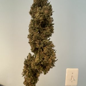 GDP_THC Bomb__11_11_2023_03.jpg