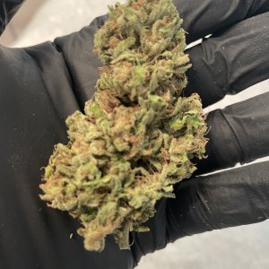 GDP_THC Bomb__11_11_2023_04.jpg