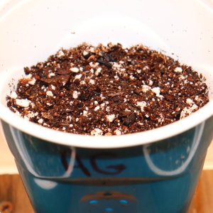 Acapulco Gold Fem. Elite #3 by Canuk Seeds-Day 1 of Planting-11/13/23