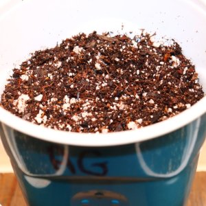 Acapulco Gold Fem. Elite #2 by Canuk Seeds-Day 1 of Planting-11/13/23