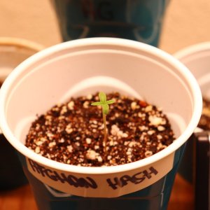 Afghan Hash Plant Fem. #2 Elite by Canuk Seeds-Day 3 of Sprouting-11/13/23