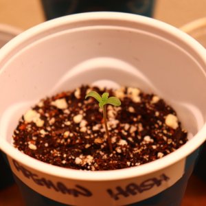 Afghan Hash Plant Fem. #1 Elite by Canuk Seeds-Day 3 of Sprouting-11/13/23