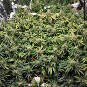 CG Day 60 flower (6).JPG