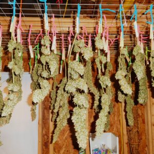 GT Harvest and drying (2).JPG
