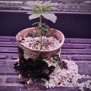 Amnesia Trance, Day 25 in Seedling Pot.jpeg