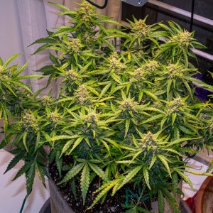 Red Russian XXL auto 1