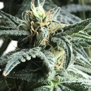 Black Jack F1 Fast-Day 27F-b.JPG