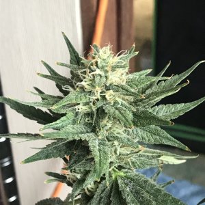 Black Jack F1 Fast-Day 27F-d.JPG