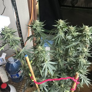 Black Jack F1 Fast-Day 27F-e.JPG