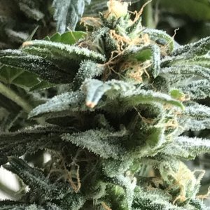 Black Jack F1 Fast-Day 27F-f.JPG