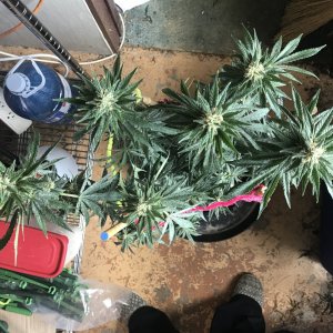 Black Jack F1 Fast-Day 27F-g.JPG