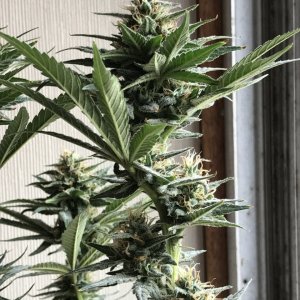 Black Jack F1 Fast-Day 32F-h.JPG